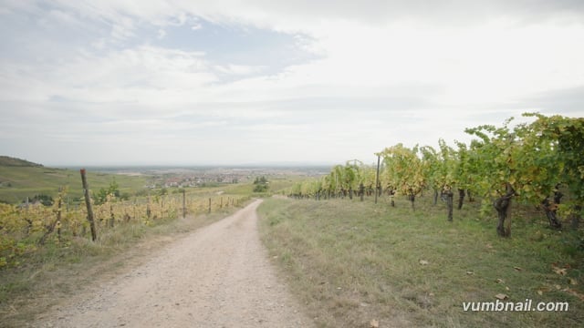 Virtual Cycle Rides – Wine Route, Alsace, France 2