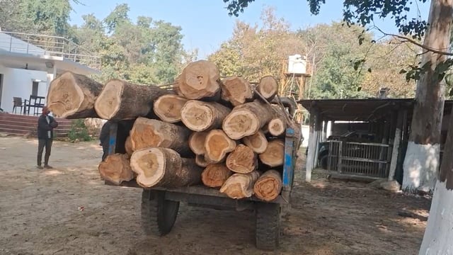 गौनाहा प्रखंड अंतर्गत वन बिभाग की बड़ी सफलता,एक टेलर सागवान की लकड़ी की जप्त l 