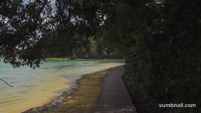 Virtual Walks – Longest Boardwalk in Southeast Asia – Lakes and Tropical Rainforest with Monkeys, Singapore