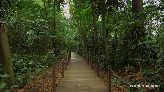 Virtual Walks – Tropical Rainforest Boardwalk – Lush Green Walk with Bird Sounds, Singapore