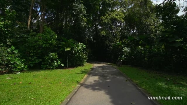 Virtual Walks – Bukit Batok Nature Park – Serene Run and Scenic Views, Singapore