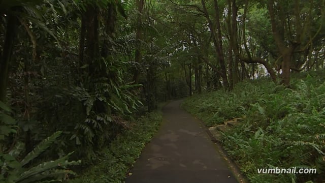 Virtual Walks – Kent Ridge Park Canopy Boardwalk – Walk Through Secondary Rainforest, Singapore