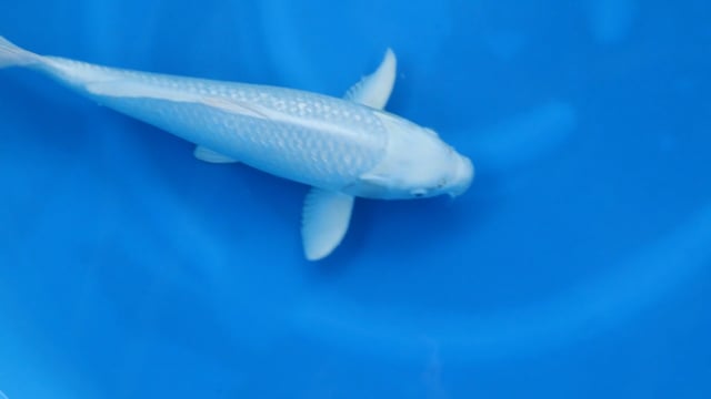 Purachina