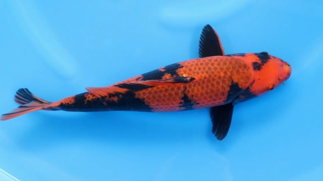 Utsuri