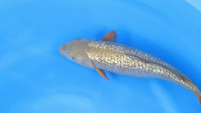 Chagoi