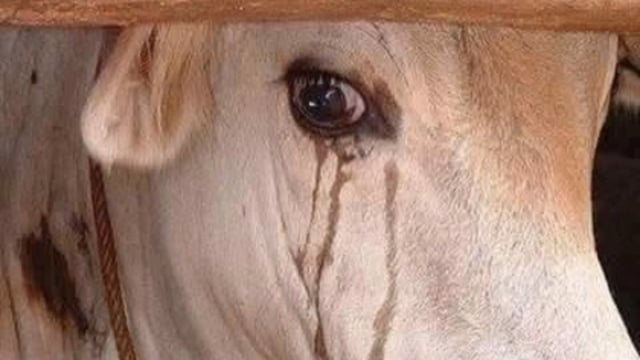 रो-रो कर गौ माता बोली तुम्हें शर्म आती हो राम सत्य घटना बताइ राष्ट्रीय अध्यक्ष गौ पुत्र धर्मदास महाराज ने