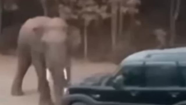 ଷଡ଼ଙ୍ଗୀ ଧନିଆନାଳୀ ଠାରେ ଗାଡ଼ିକି ଆତଙ୍କ କରୁଛି ଦନ୍ତା ହାତୀ ସୋଇଛି ବନବିଭାଗ 