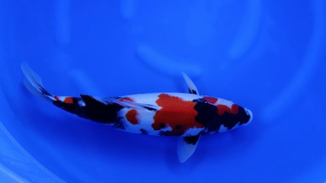 Showa - Kase (51cm)