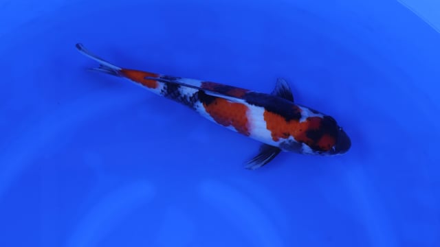 Showa - Tanaka (41cm)