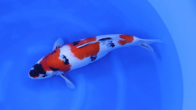 Showa - Kase (51cm)