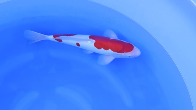 Kohaku