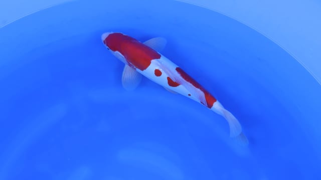Kohaku