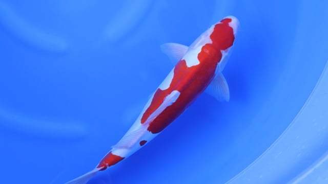Kohaku