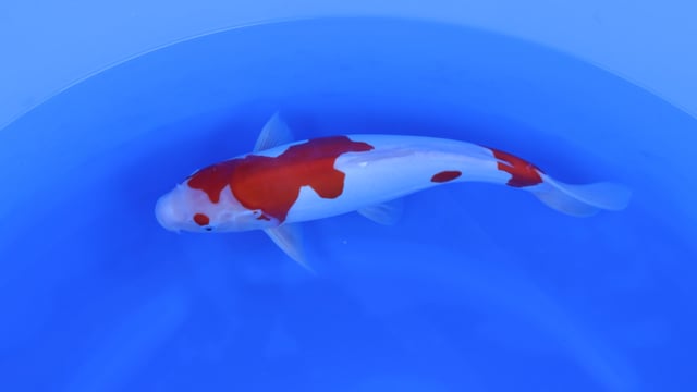 Kohaku