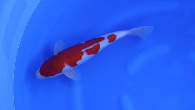 Goshiki - Kanno (39cm)