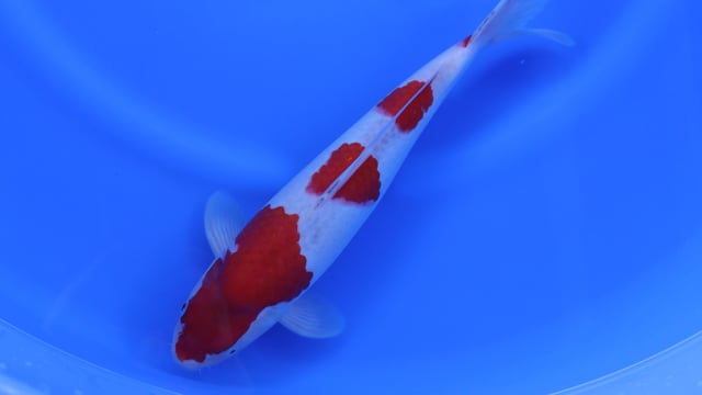 Goshiki - Kanno (40cm)