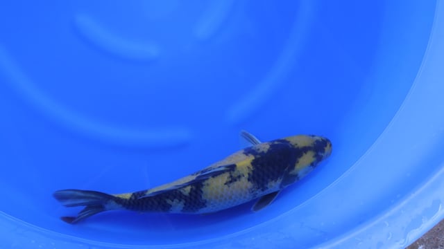 Utsuri