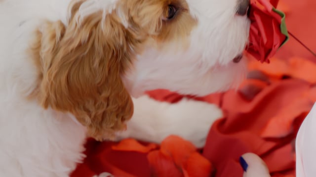 Puppy Valentines