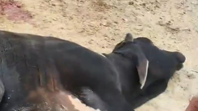 आगरा गौ रक्षक  निस्वार्थ भाव से 24 घंटे नंदी महाराज गौ माता की सेवा में लगे   तन से मन से धन से 