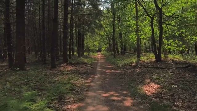 Virtual Cycle Rides – Spring Green Forest, Netherland 3