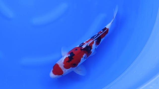 Maruten Sanke - Kanno (38cm)