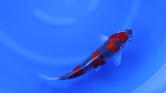 Goshiki - Otsuka (38cm)
