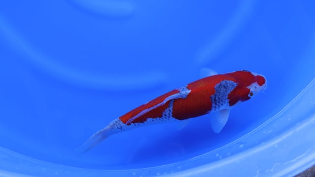 Goshiki - Kanno (37cm)