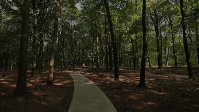 Virtual Cycle Rides – Spring and Summer Forest – The Netherlands Track 3 with Nature Sounds
