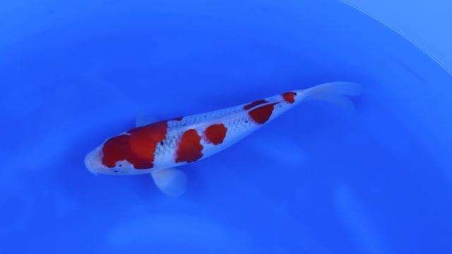 Goshiki - Kanno (38cm)