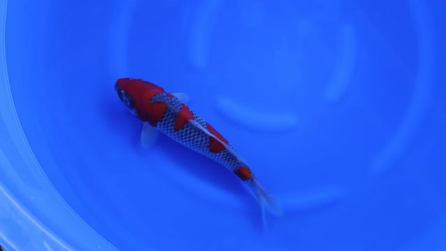 Goshiki - Kanno (38cm)