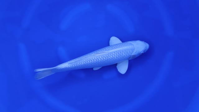 Purachina