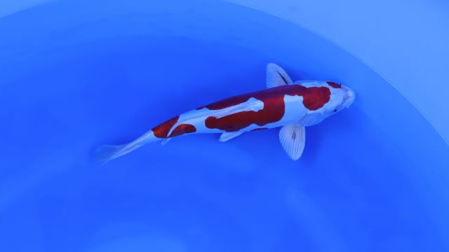 Yamatonishiki