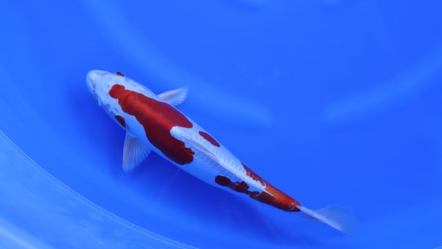 Kikusui - Marusaka (37cm)