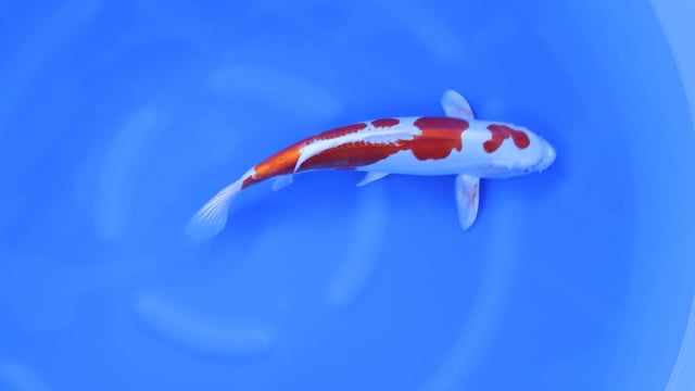 Kikusui - Marusaka (42cm)