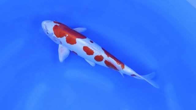Kikusui - Marusaka (39cm)