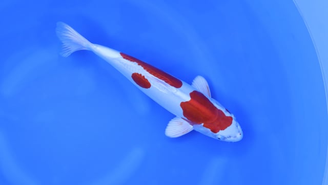 Kikusui - Marusaka (41cm)