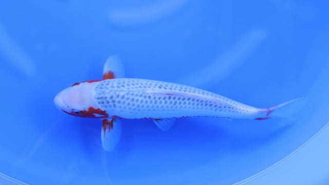Asagi - Otsuka (43cm)