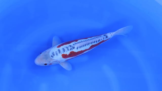 Shusui - Kanno (42cm)