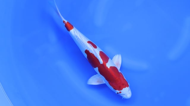 Kikusui - Marusaka (40cm)