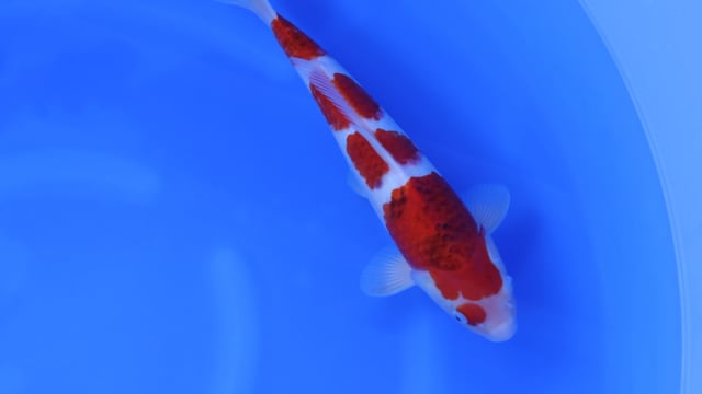 Ai Goromo