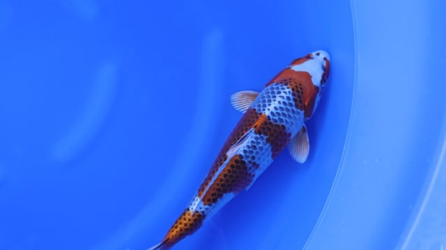 Kujaku - Ikarashi Ozumi (41cm)