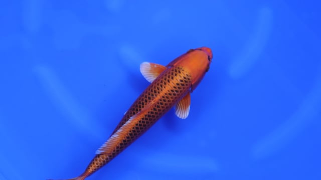 Matsuba