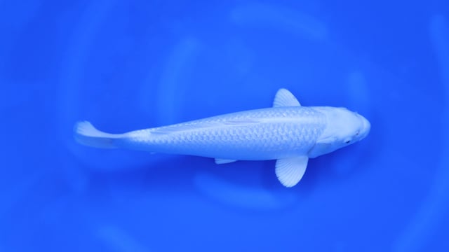 Purachina