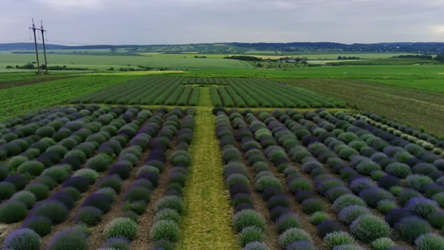 Відео з розсадника 1