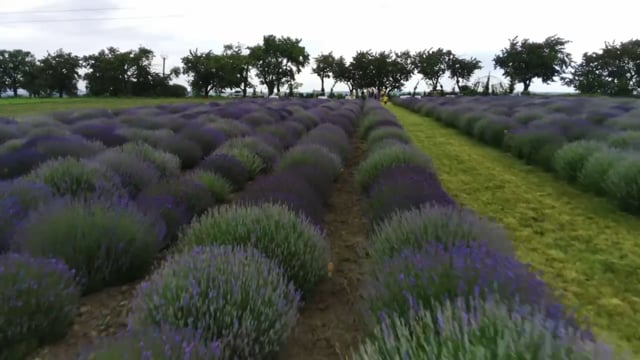 Відео з розсадника 2