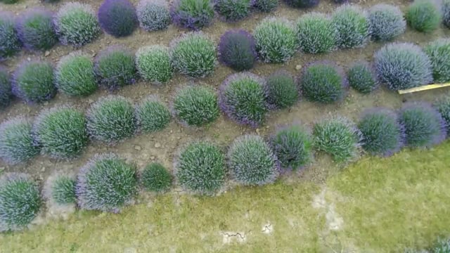 Відео з розсадника 4