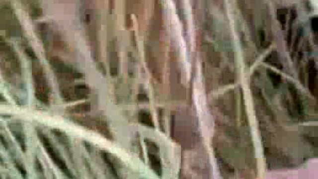 थारू ग्राम छेदिया पश्चिम निवासी मुंशी राम को बाघ ने बनाया निवाला