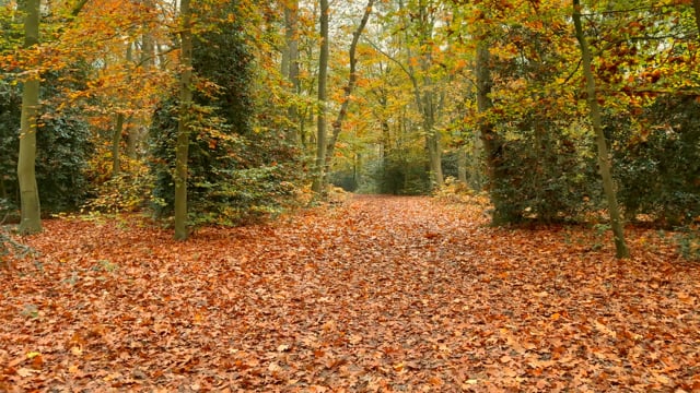Nature Run – Falling Autumn Leaves, Netherlands