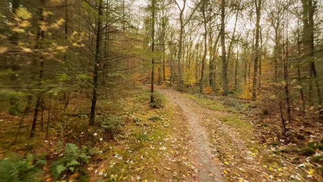 Virtual Run – Fall Forest, Netherlands 1