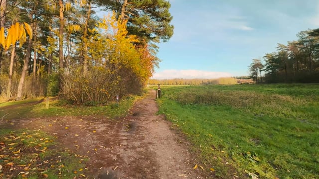 Virtual Run – Fall Forest, Netherlands 2